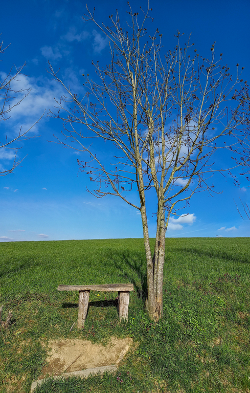 Eine Bank in der Natur